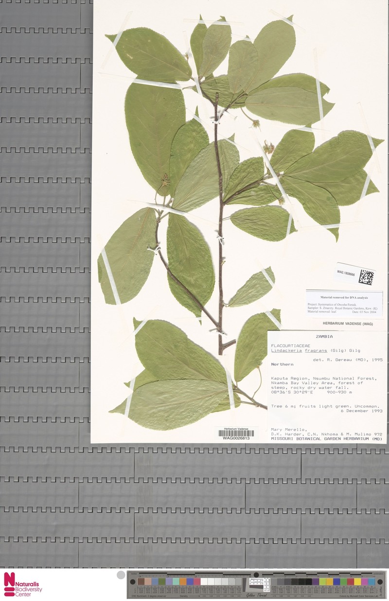 Lindackeria fragrans photo 4