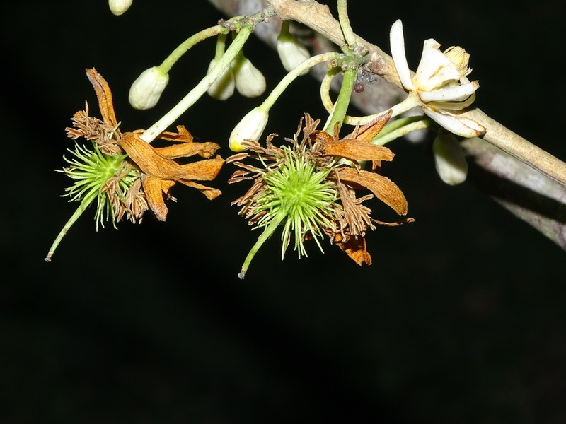 Lindackeria latifolia
