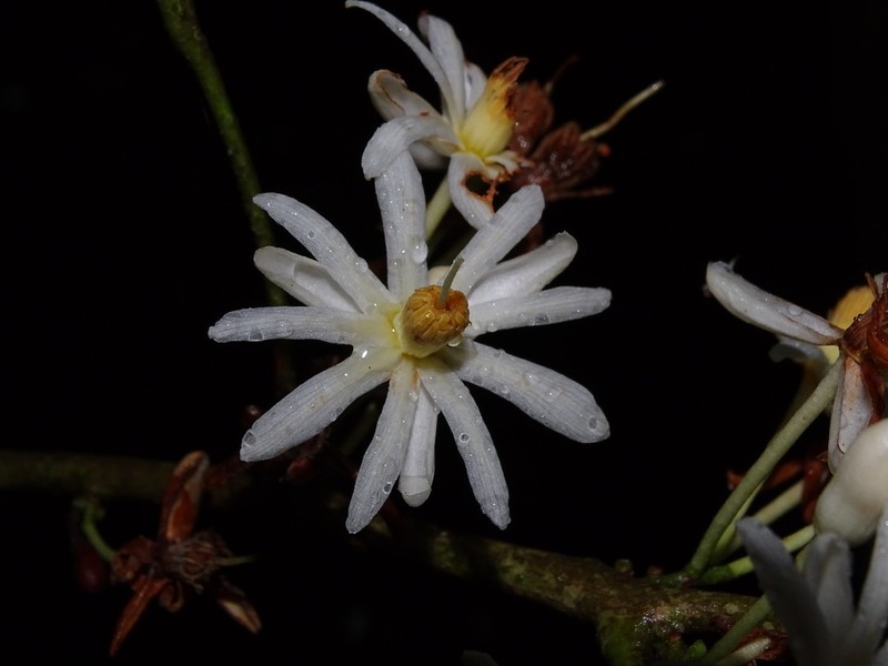 Lindackeria latifolia photo 3