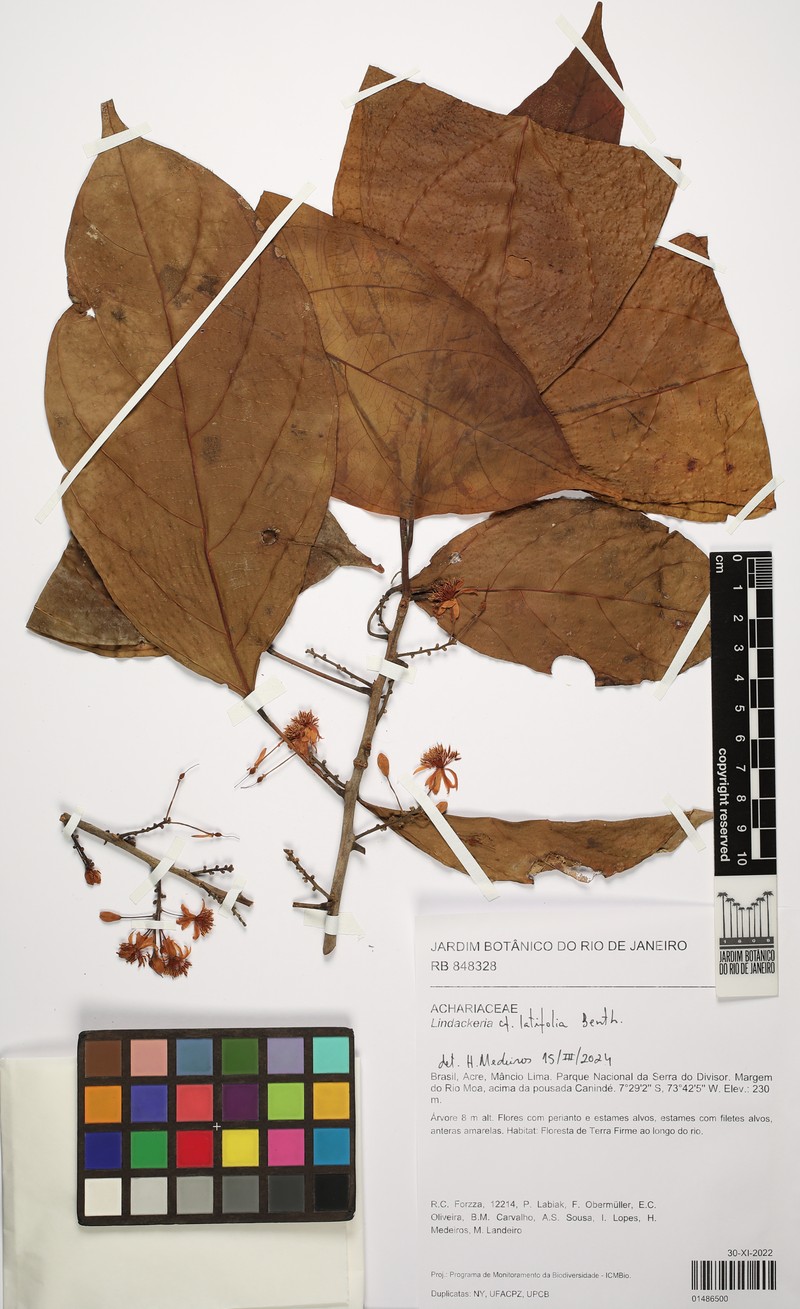 Lindackeria latifolia photo 4