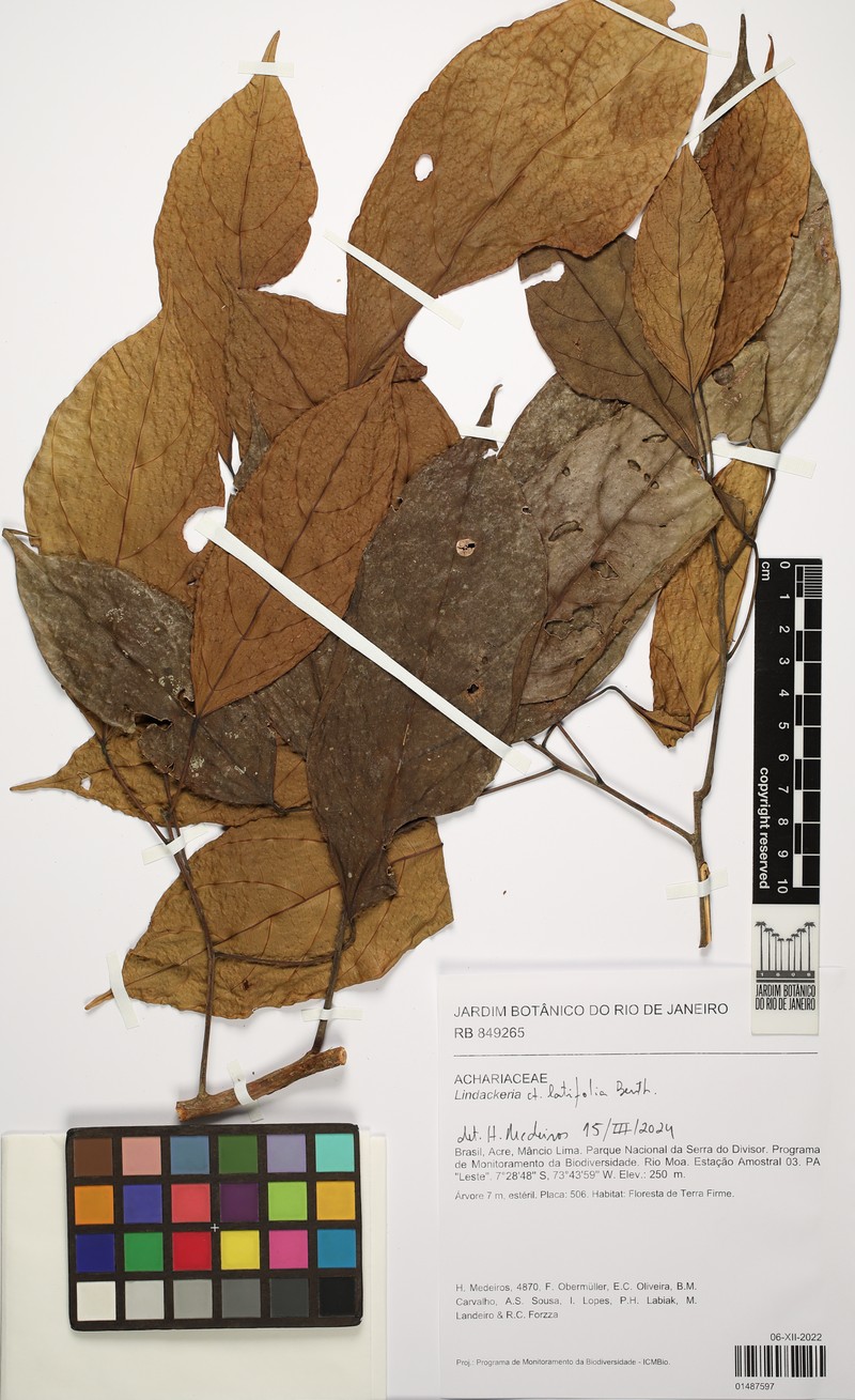 Lindackeria latifolia photo 5