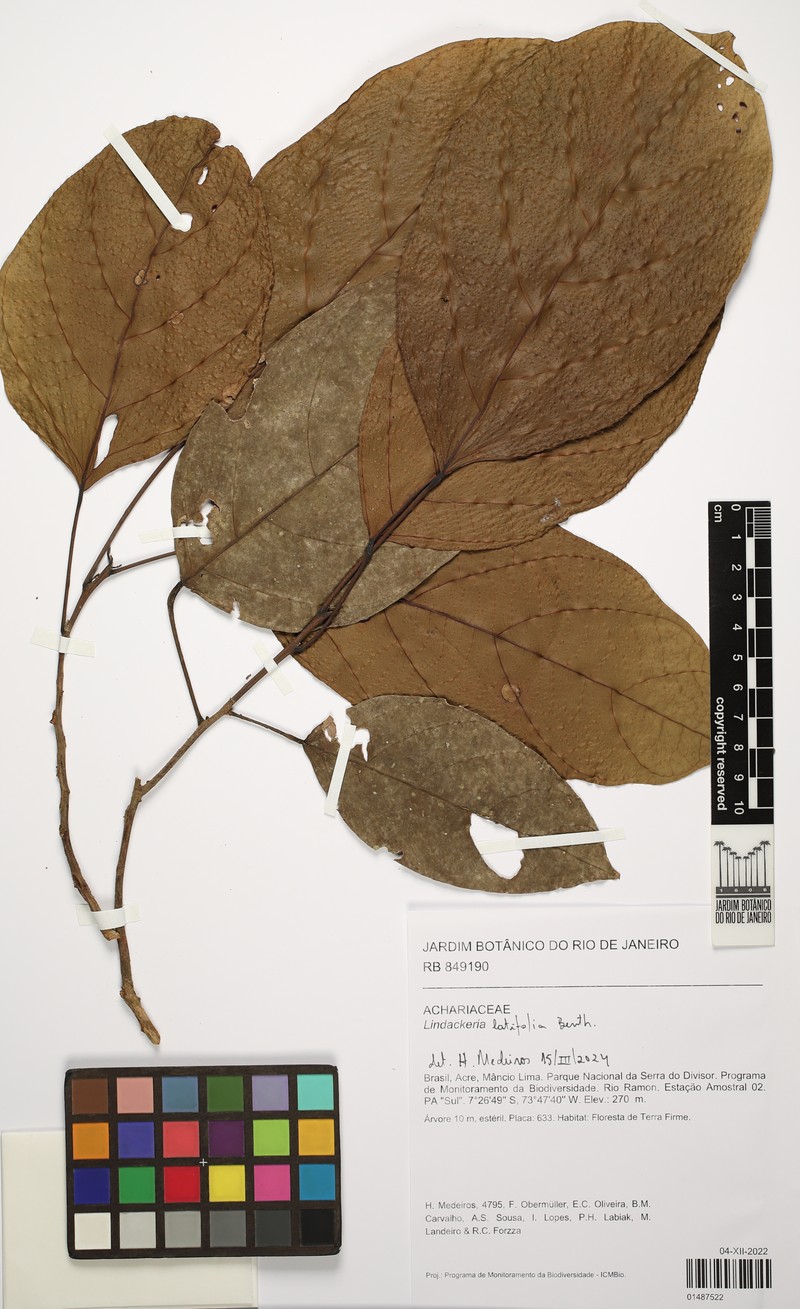 Lindackeria latifolia photo 6