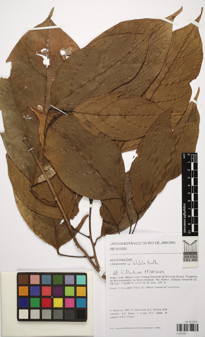 Lindackeria latifolia photo 7