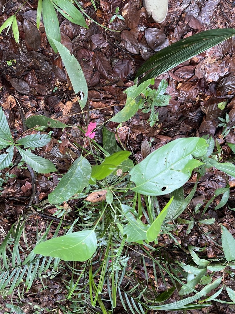Lindackeria laurina