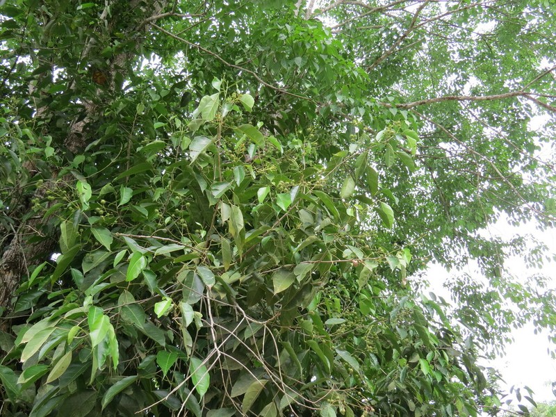 Lindackeria laurina photo 3