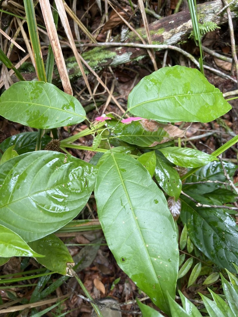 Lindackeria laurina photo 4