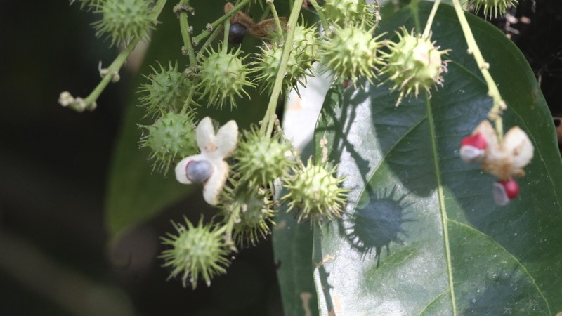 Lindackeria laurina photo 8