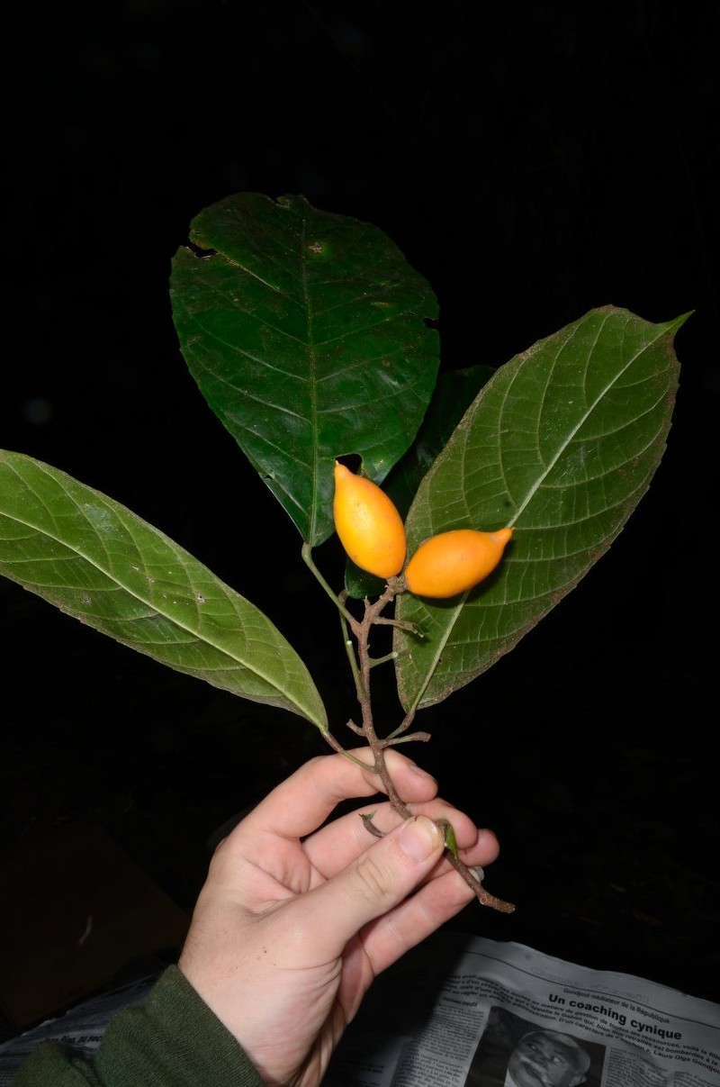 Lindackeria ngounyensis photo 2