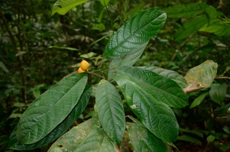 Lindackeria ngounyensis photo 3