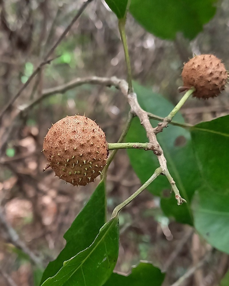 Lindackeria ovata photo 2