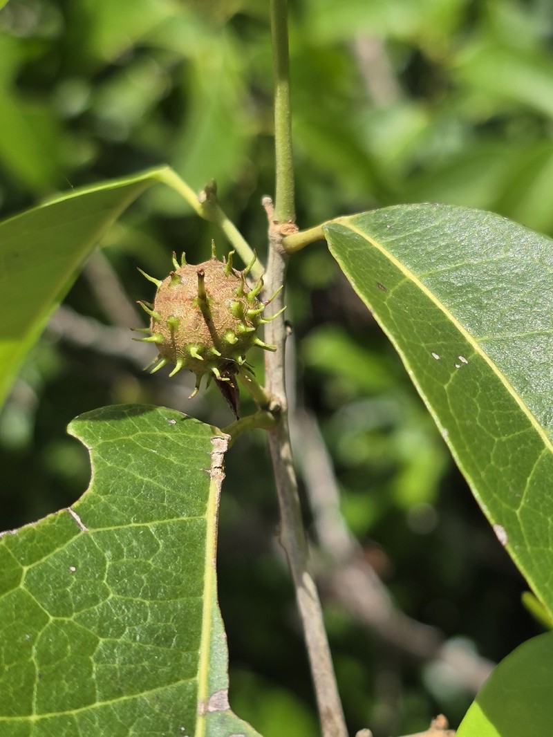 Lindackeria ovata photo 3