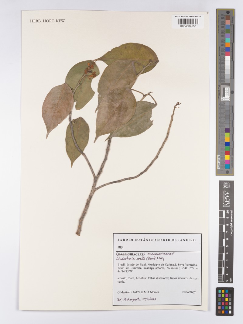 Lindackeria ovata photo 4