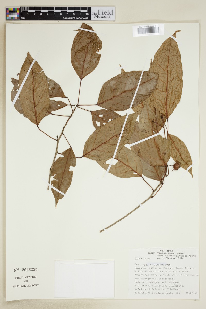 Lindackeria ovata photo 5