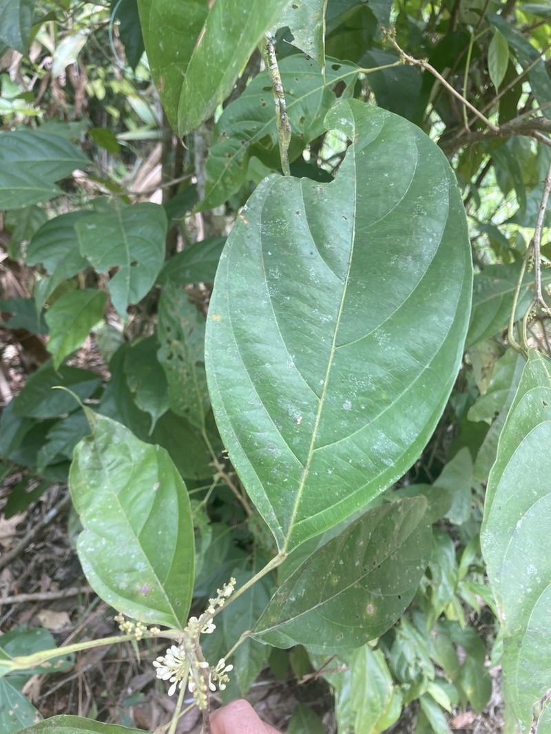 Lindackeria paludosa