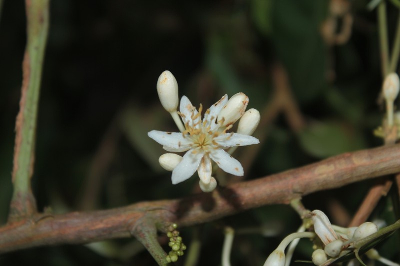 Lindackeria paludosa photo 2