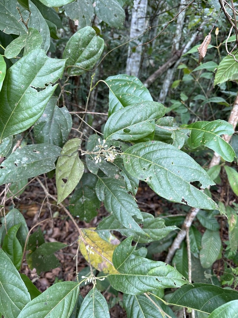 Lindackeria paludosa photo 3