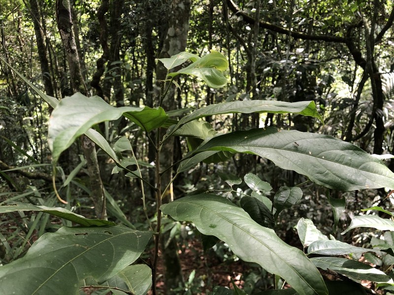 Lindackeria paludosa photo 4
