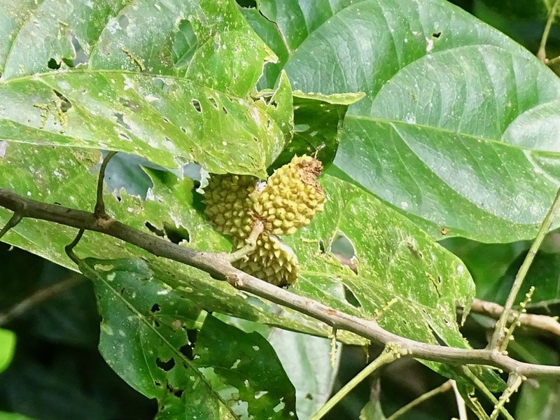 Lindackeria paludosa photo 5