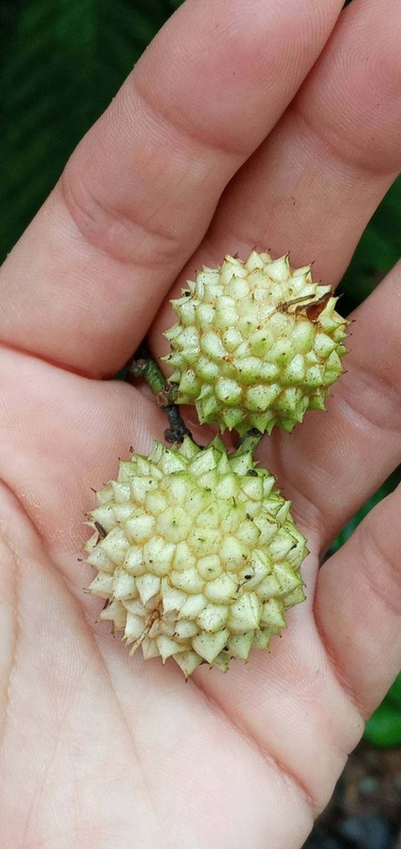 Lindackeria paludosa photo 6