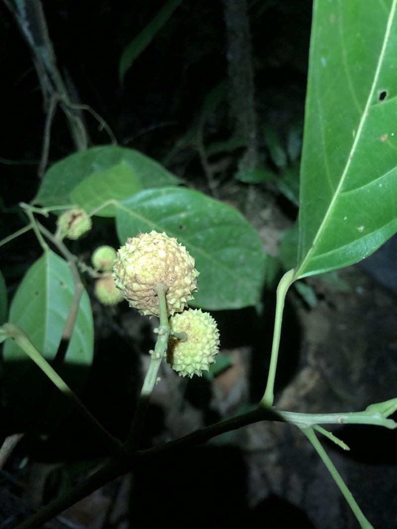 Lindackeria paludosa photo 7