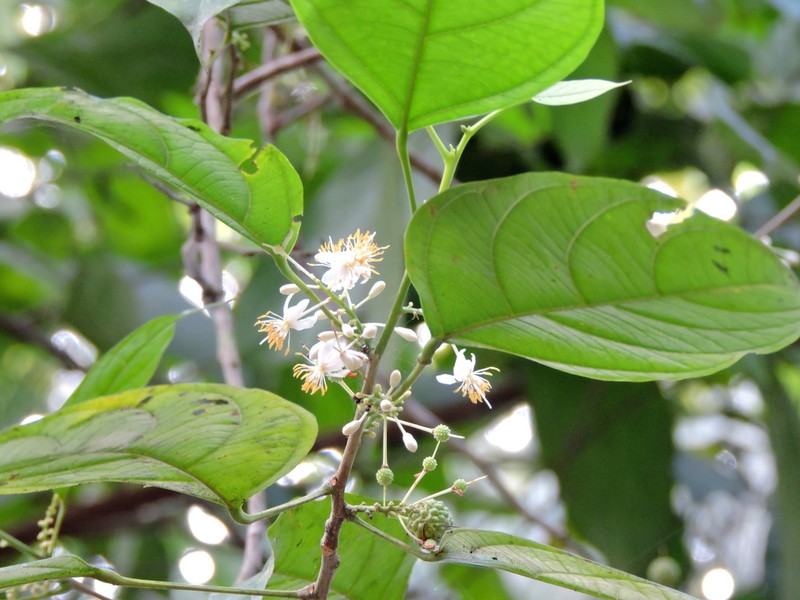 Lindackeria paludosa photo 8