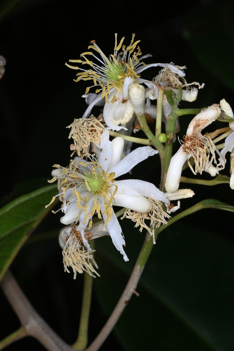 Lindackeria paraensis photo 2