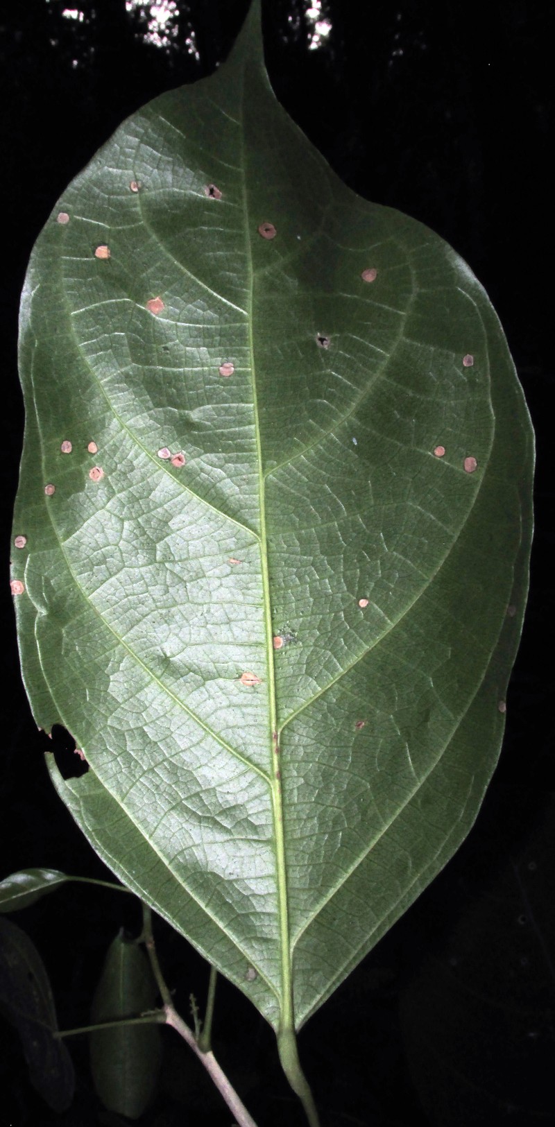 Lindackeria paraensis photo 3