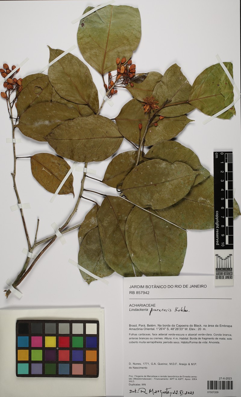 Lindackeria paraensis photo 4
