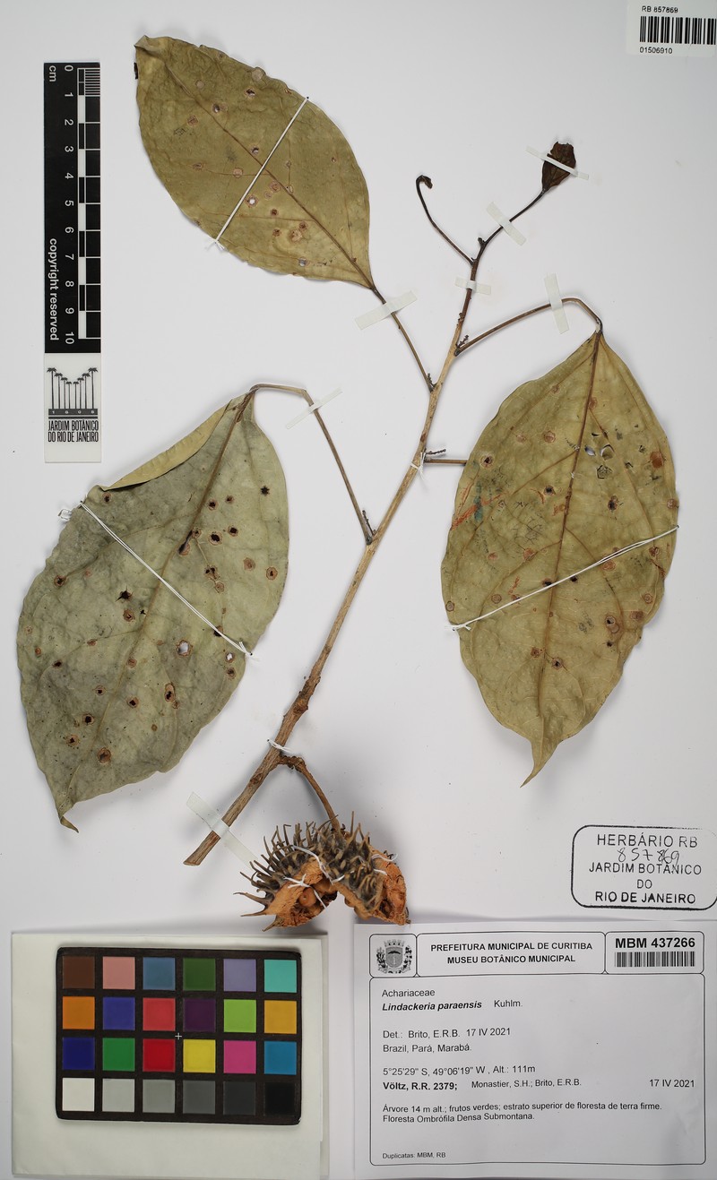 Lindackeria paraensis photo 5