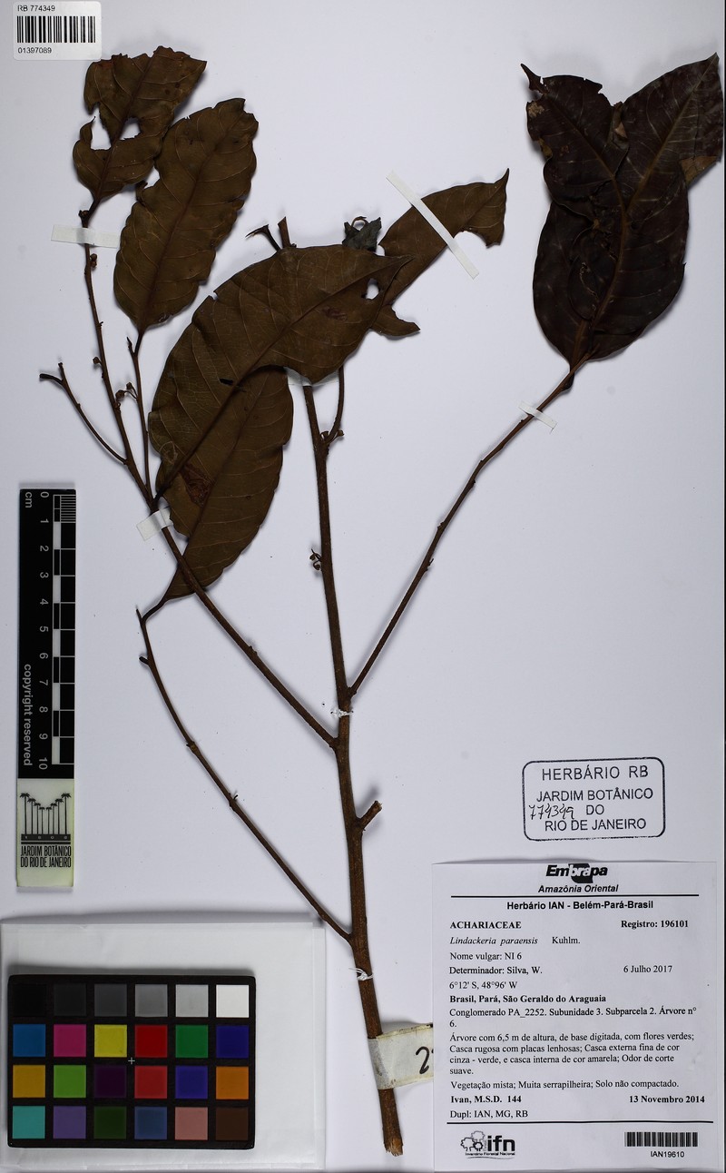 Lindackeria paraensis photo 6