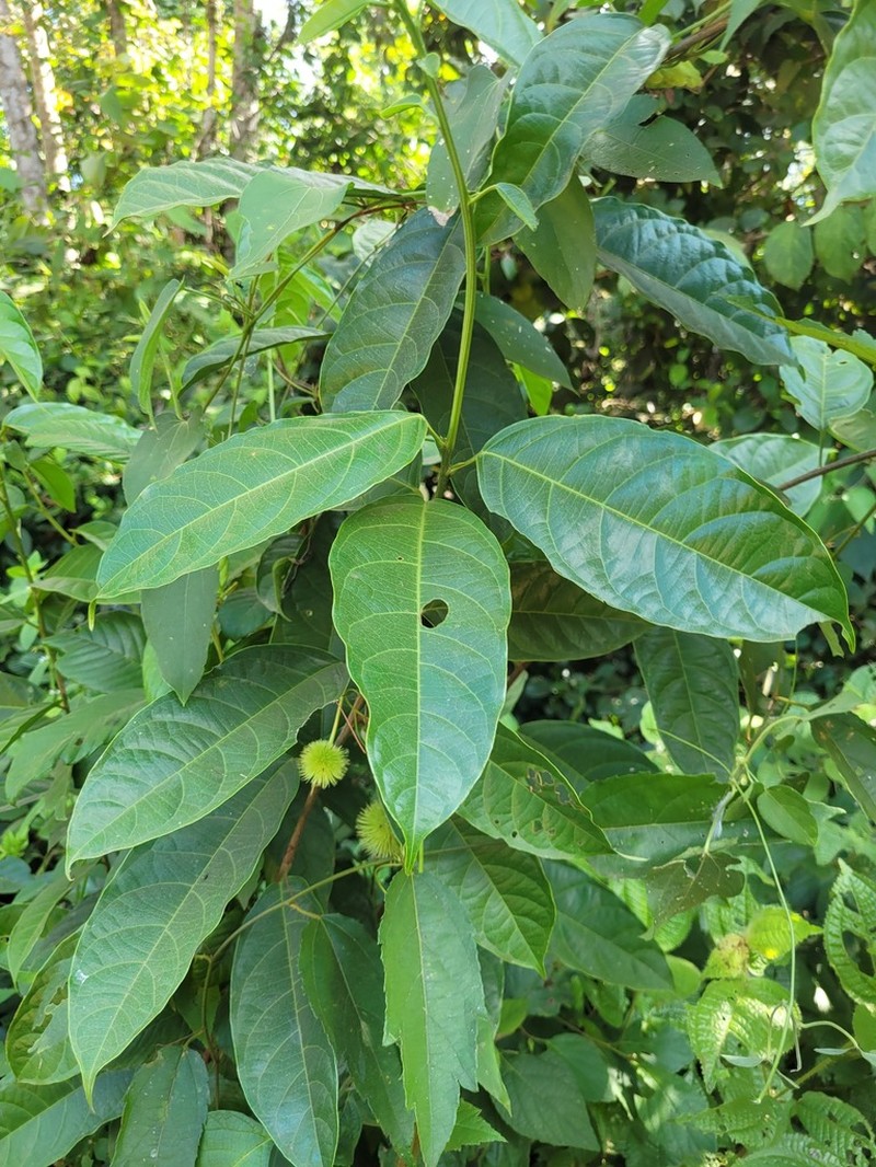 Lindackeria pauciflora