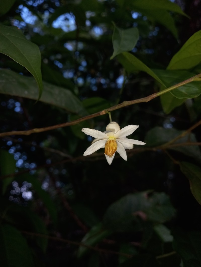 Lindackeria pauciflora photo 2