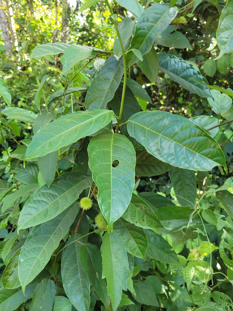 Lindackeria pauciflora photo 3
