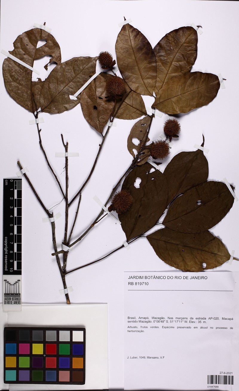 Lindackeria pauciflora photo 5