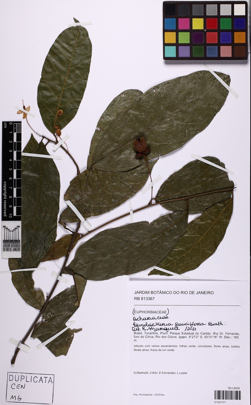 Lindackeria pauciflora photo 6