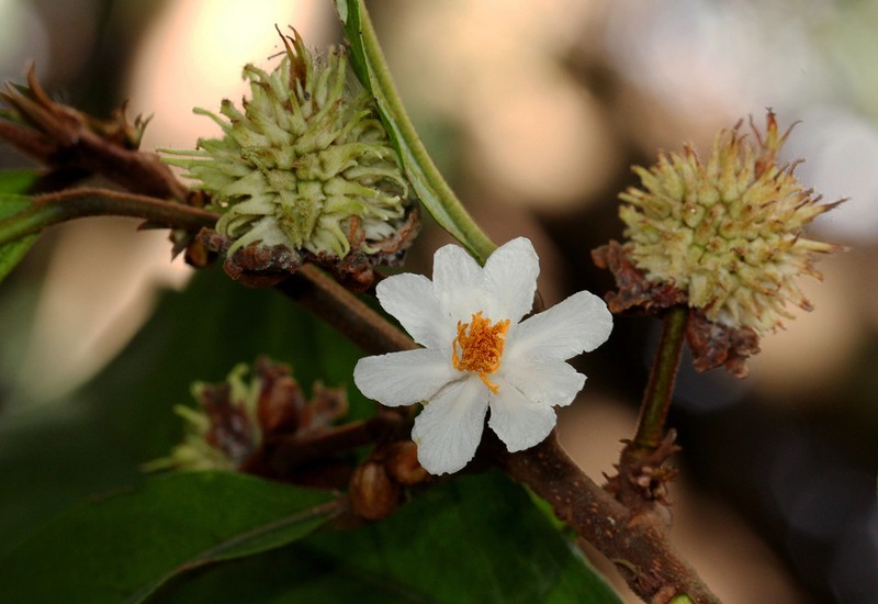 Lindackeria poggei