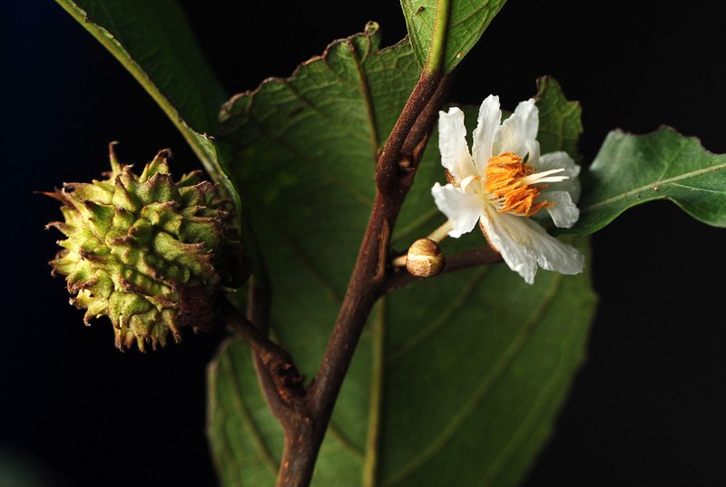 Lindackeria poggei photo 2