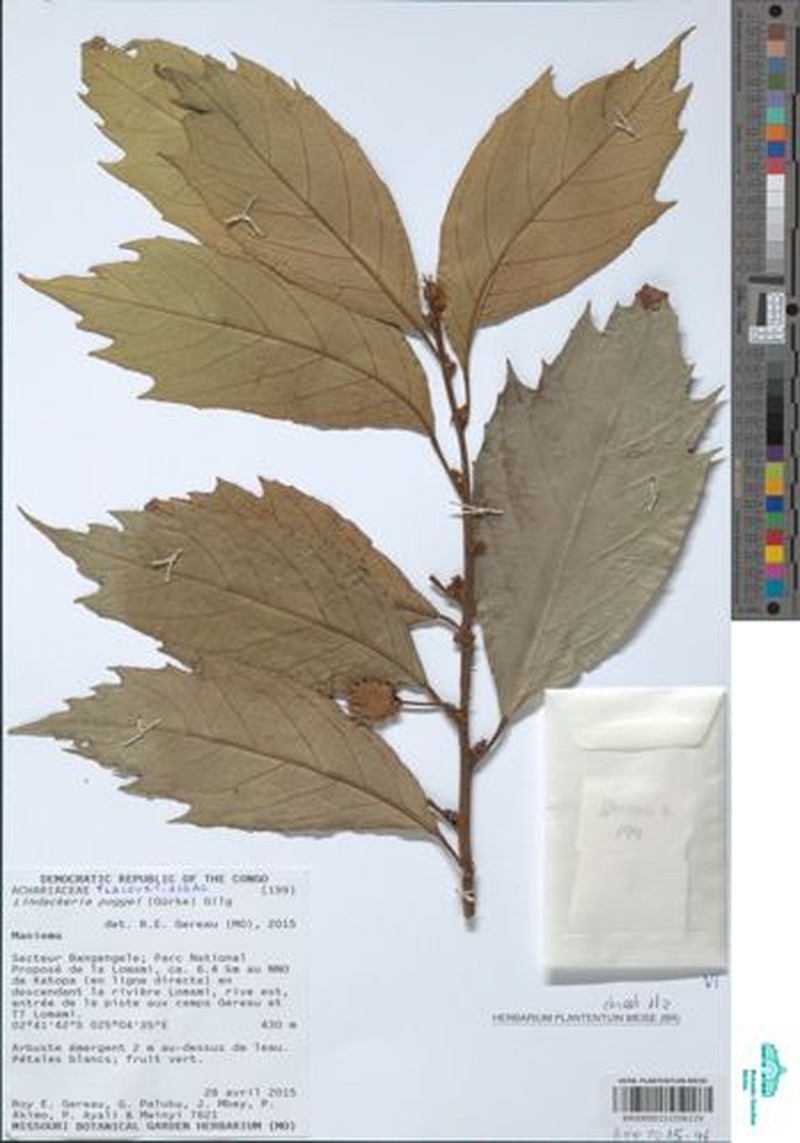 Lindackeria poggei photo 3