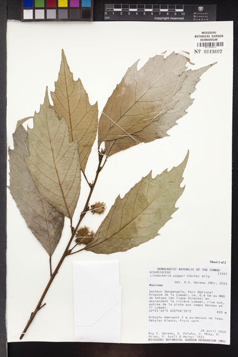 Lindackeria poggei photo 5