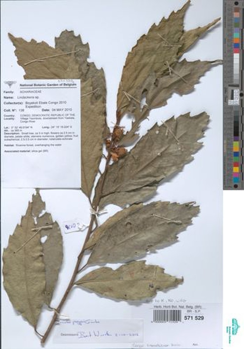 Lindackeria poggei photo 6