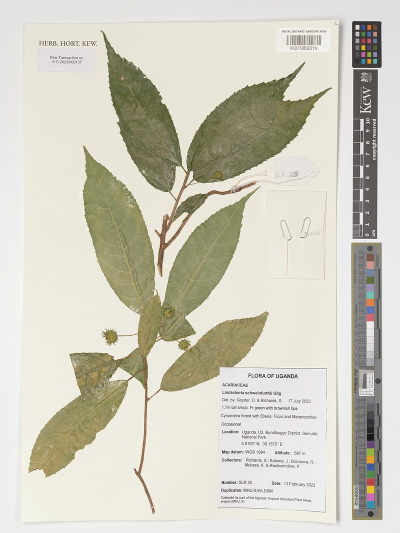 Lindackeria schweinfurthii
