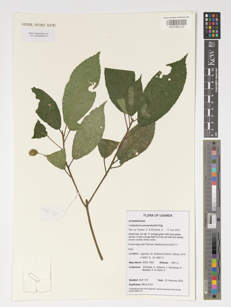 Lindackeria schweinfurthii photo 2