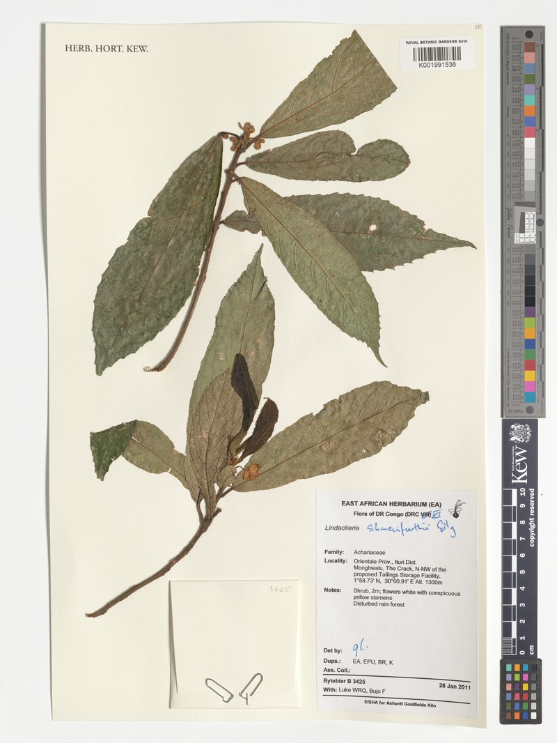 Lindackeria schweinfurthii photo 3