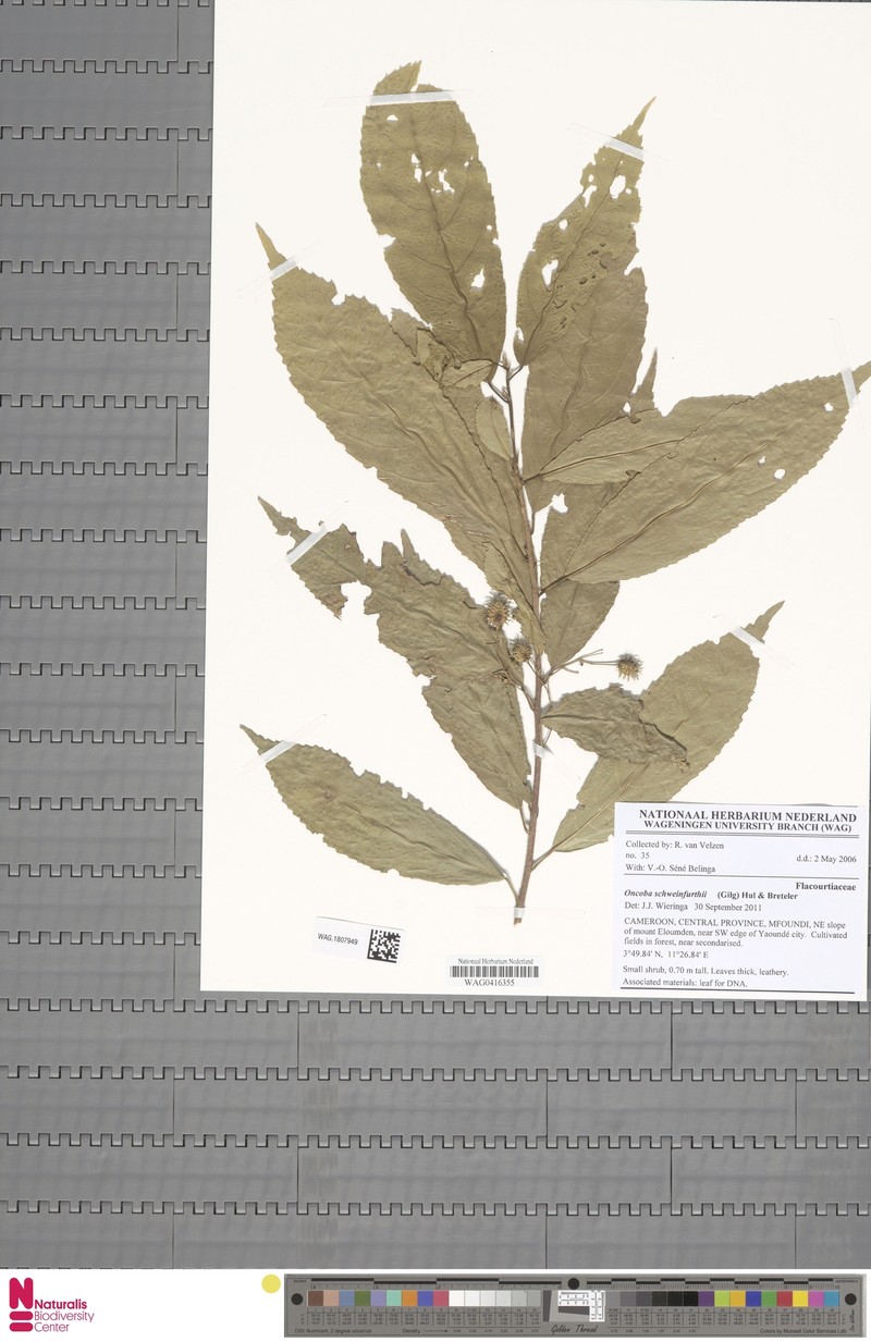 Lindackeria schweinfurthii photo 4