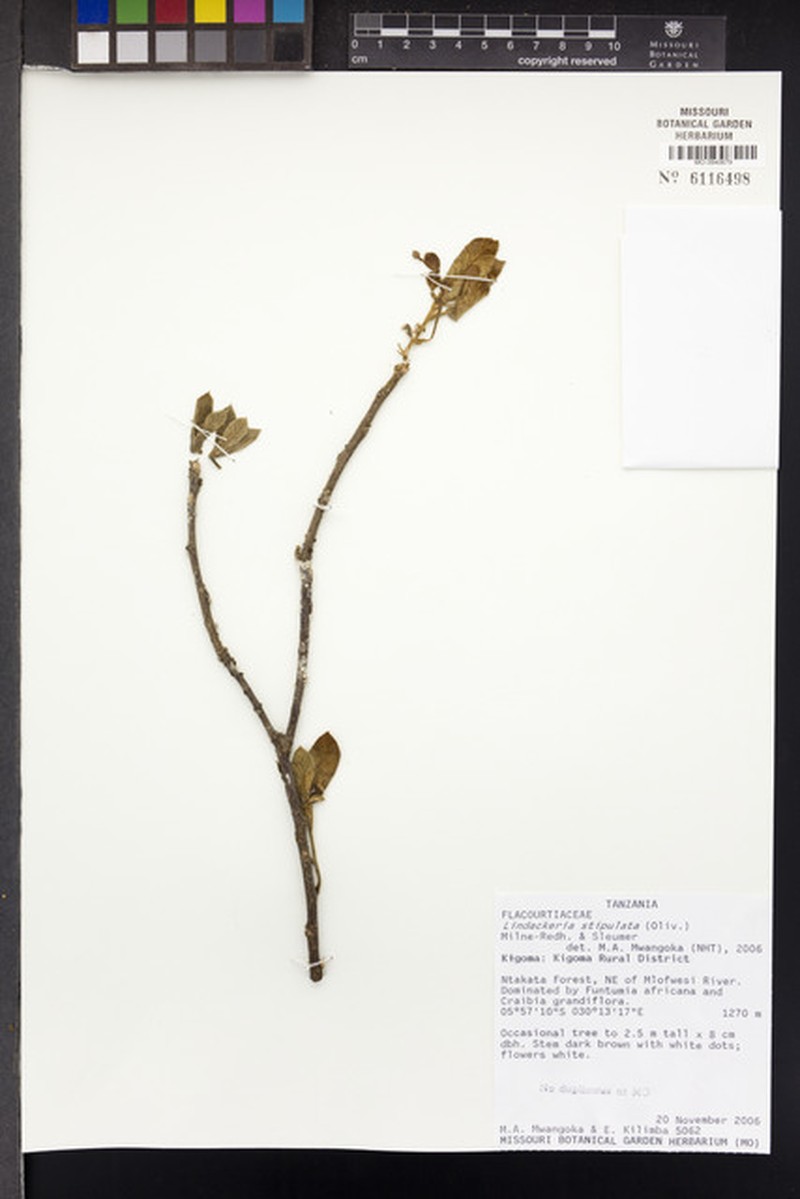 Lindackeria stipulata