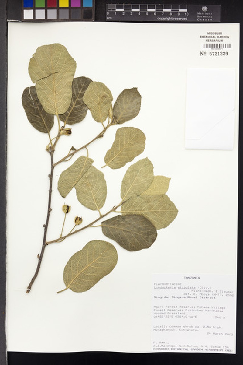 Lindackeria stipulata photo 2