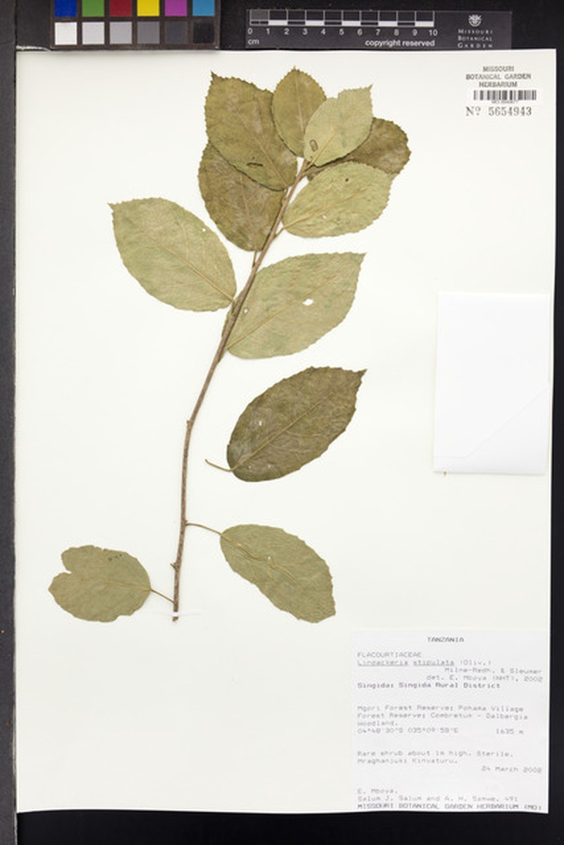 Lindackeria stipulata photo 3