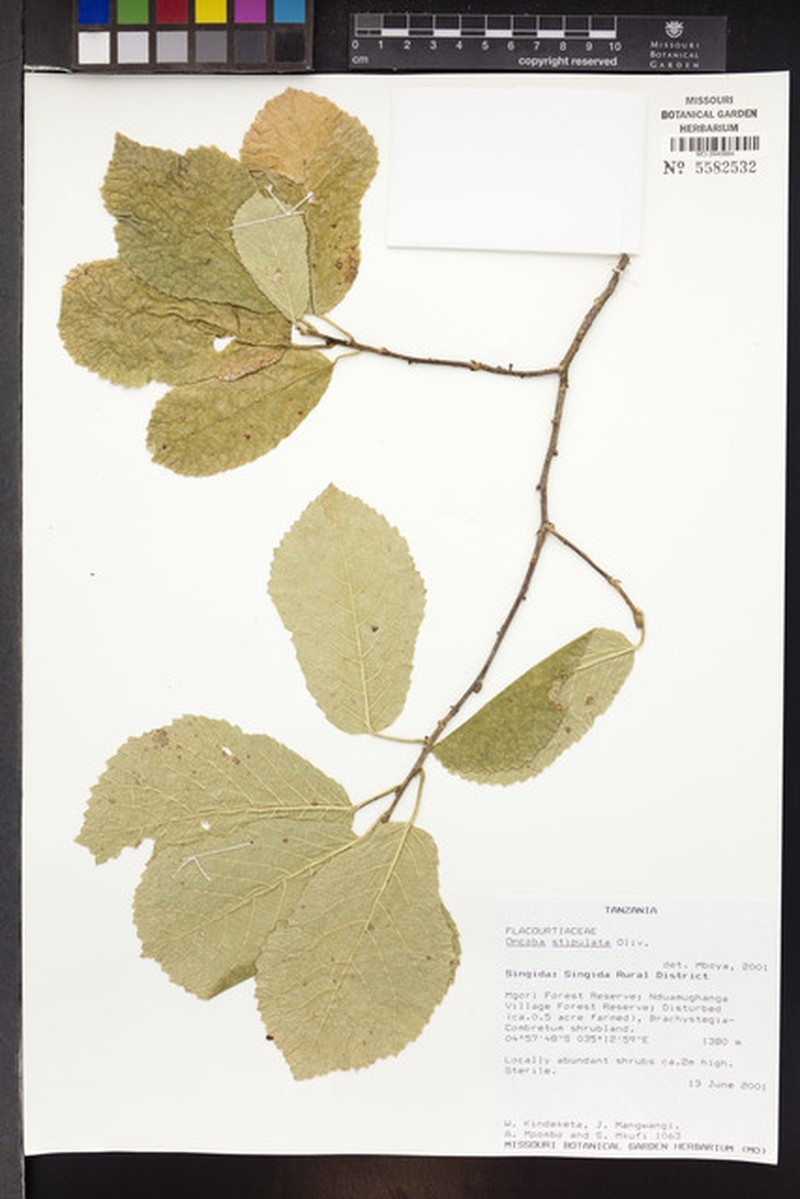 Lindackeria stipulata photo 4