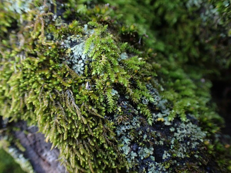 Lindbergia Moss