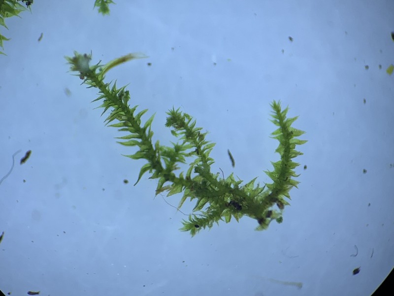 Lindbergia Moss photo 2